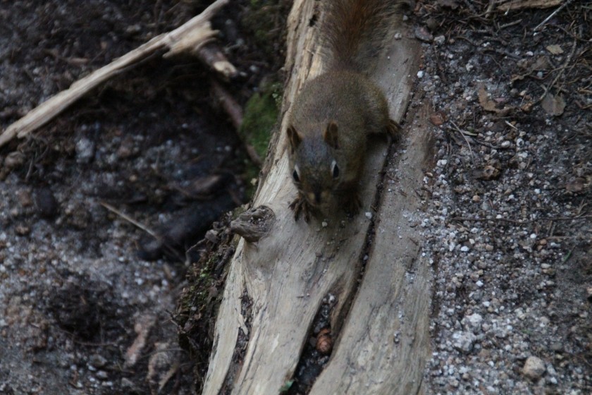 Red Squirrel