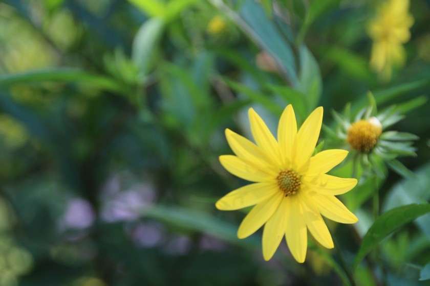 Yellow Flower