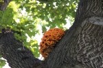 Orange Tree Fungi