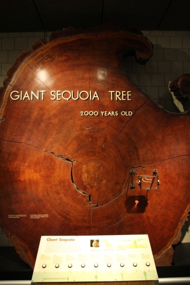 Ancient Sequoia