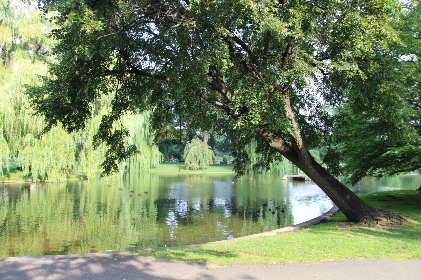 Leaning Tree