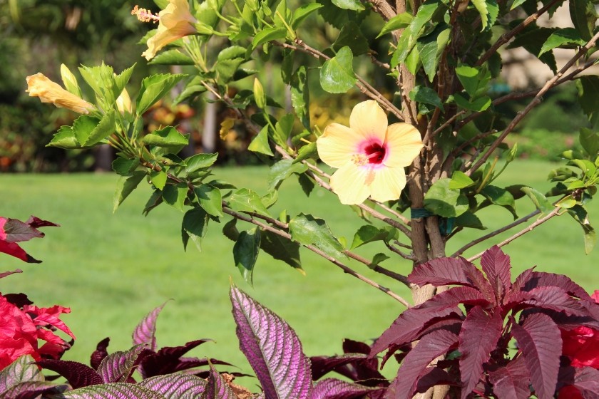 Hibiscus Flower