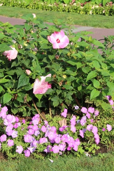 Large Pink Flower