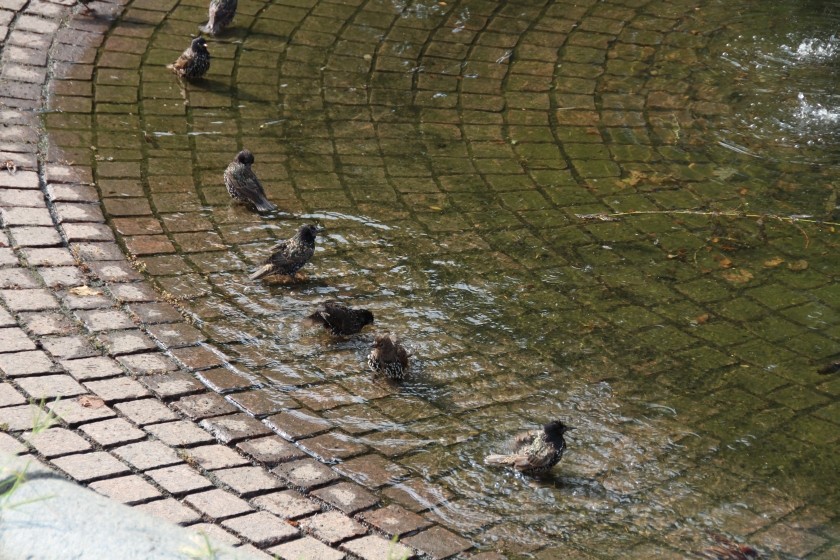 Starling Bathtime