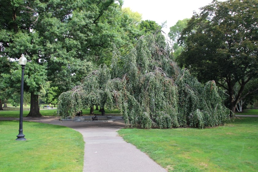 Weeping Beech