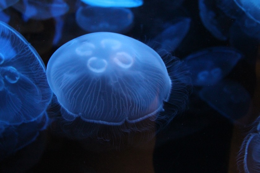 Jellyfish