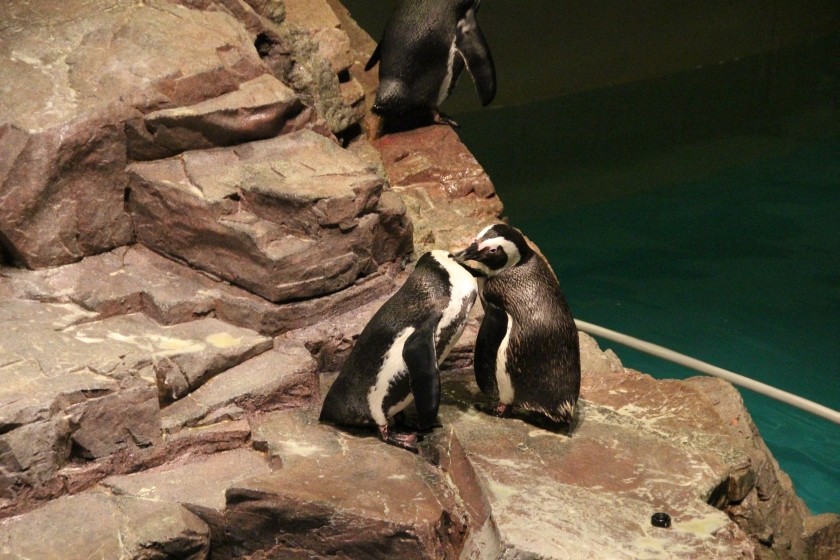 African Penguins