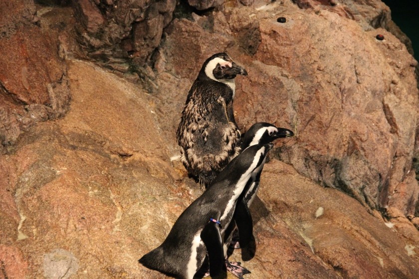 African Penguins