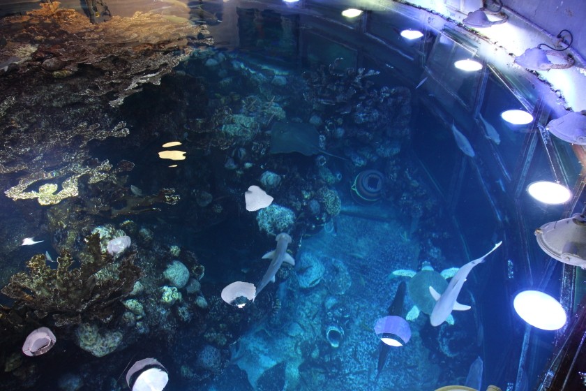 Great Ocean Tank