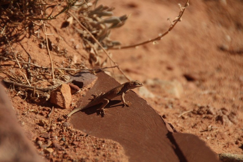 Plateau Side Blotched Lizard