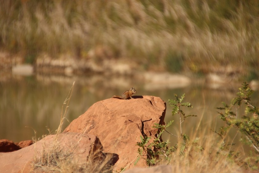 Chipmunk