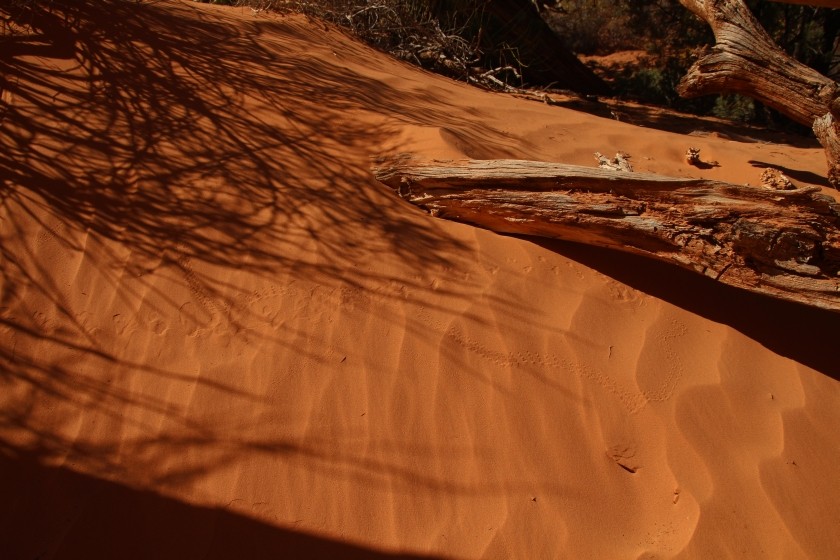 Critter Footprints