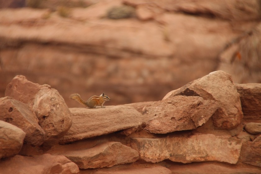 Chipmunk