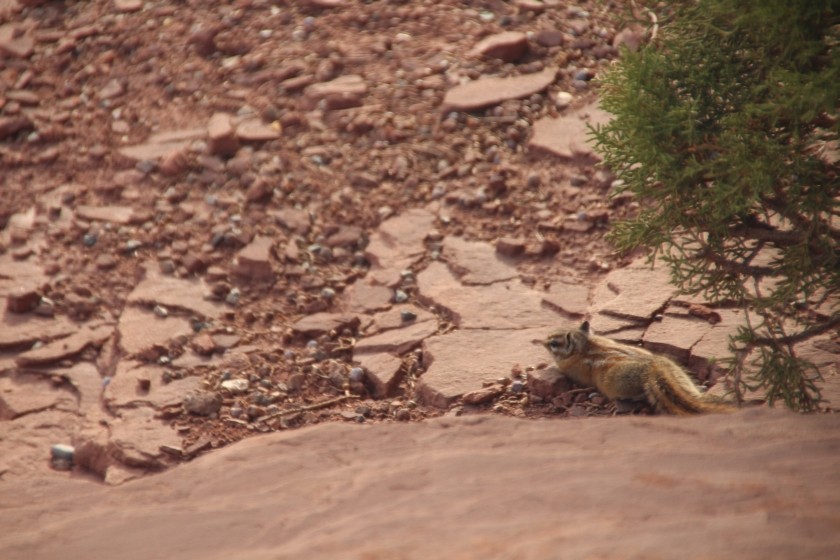 Chipmunk