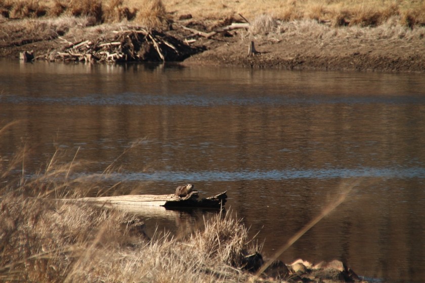 North American river otter