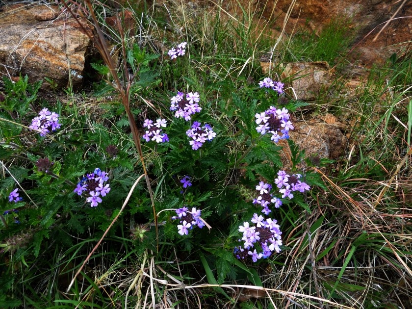 Prairie Verbena Flowers