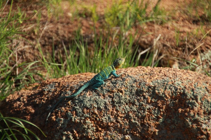 Eastern Collared Lizard