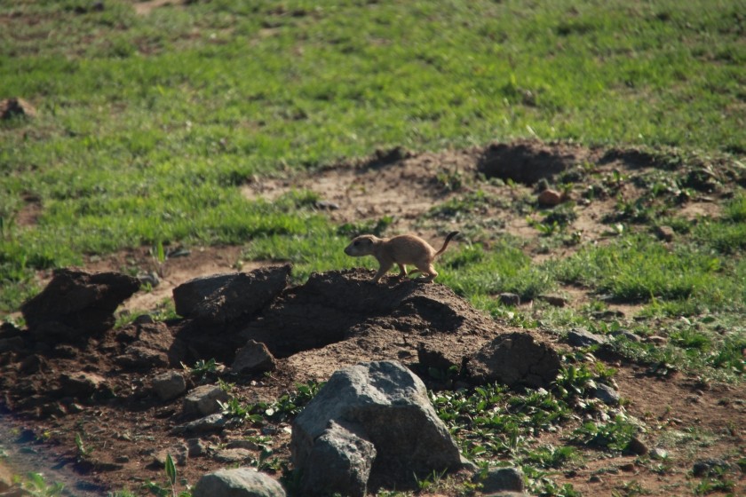 Prairie Dog Pup