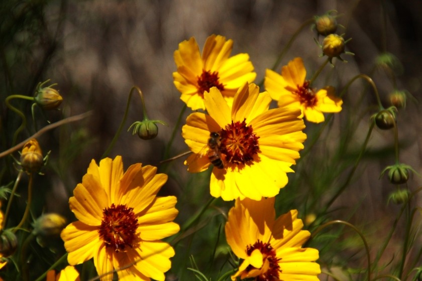 Greenthread Flower - Thelesperma Filifolium