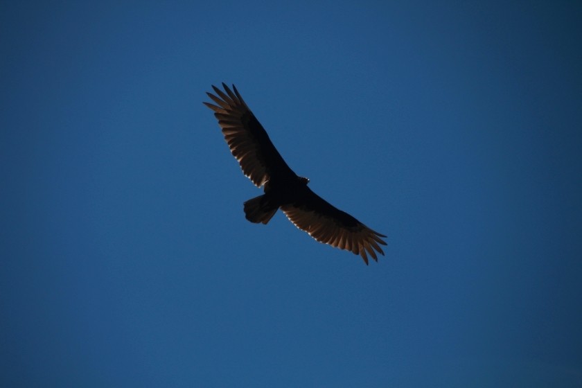 Turkey Vulture