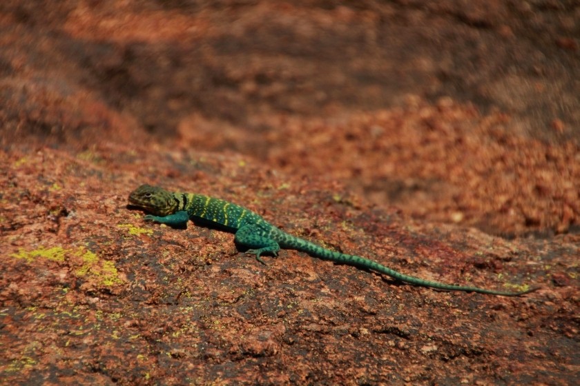 Eastern Collared Lizard