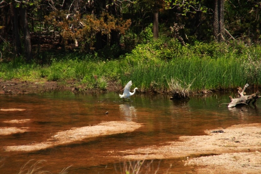 Snowy Egret Corraling Fish