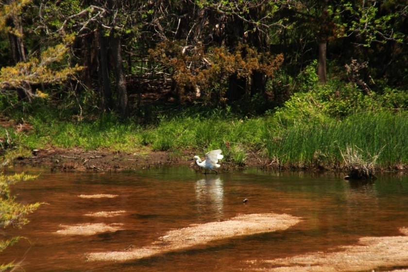 Snowy Egret Chasing Fish