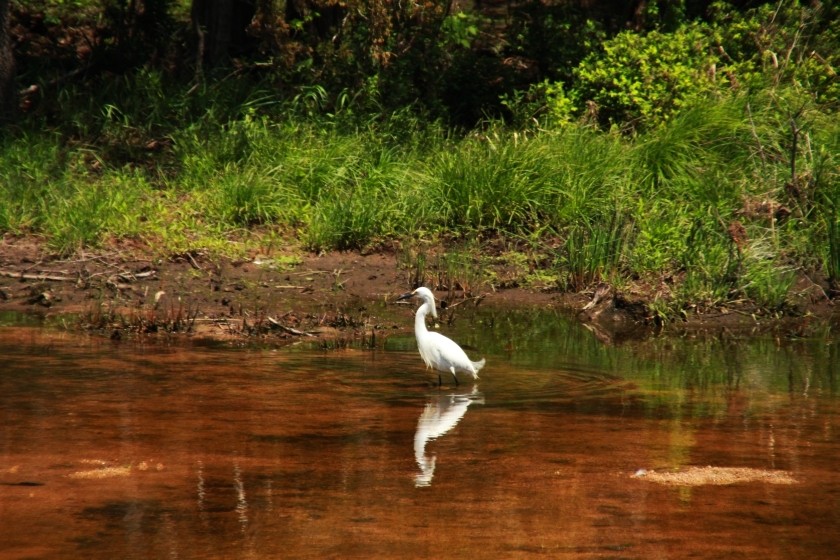 Snowy Egret Tracking Fish