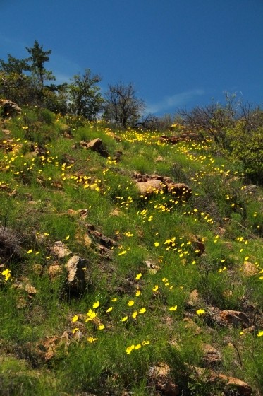 Lanceleaf Coreopsis Hillside