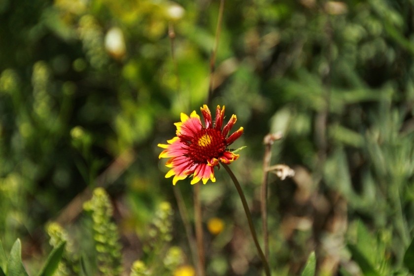 Firewheel Blanketflower