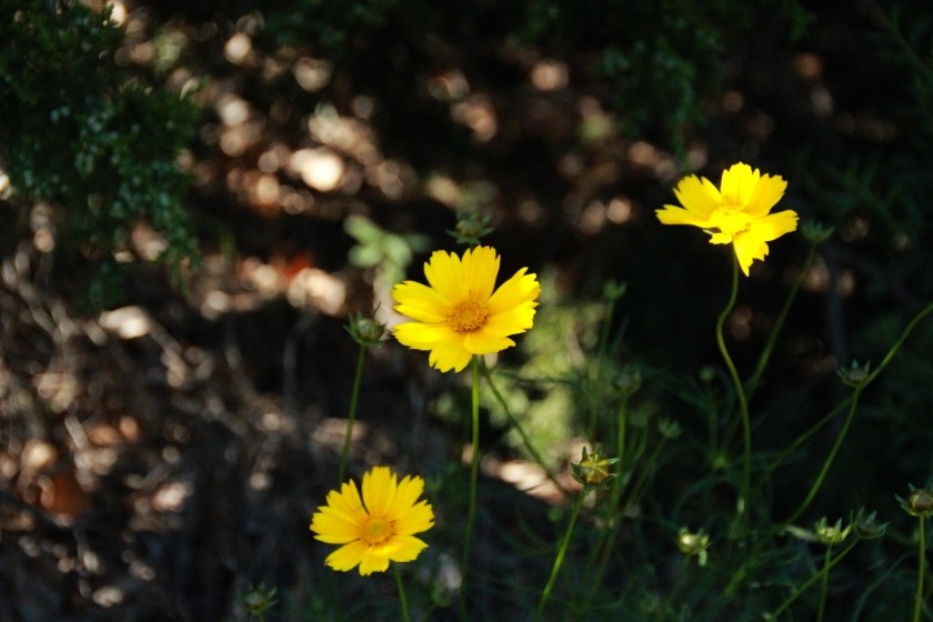 Lanceleaf Coreopsis