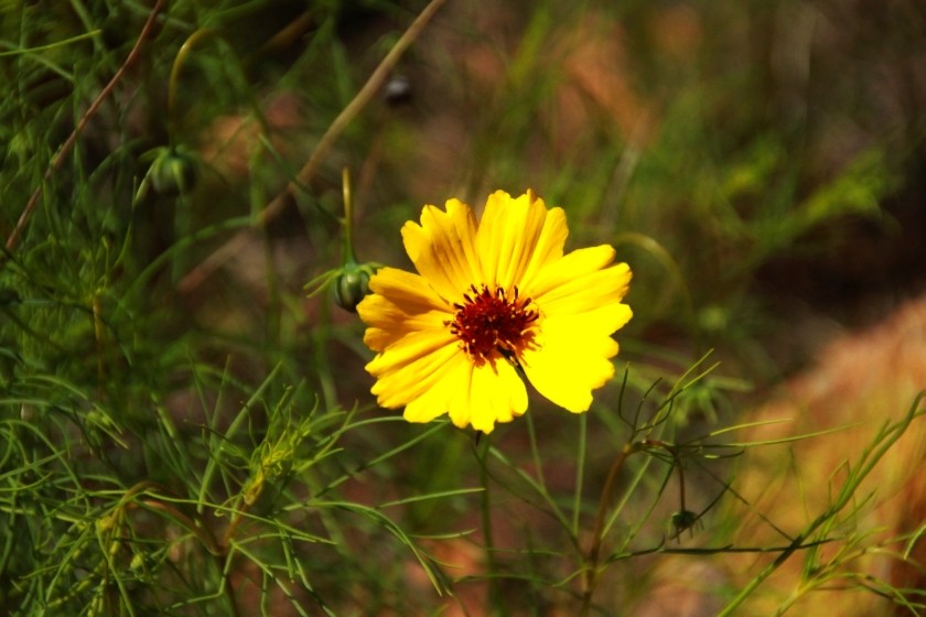 Greenthread Flower