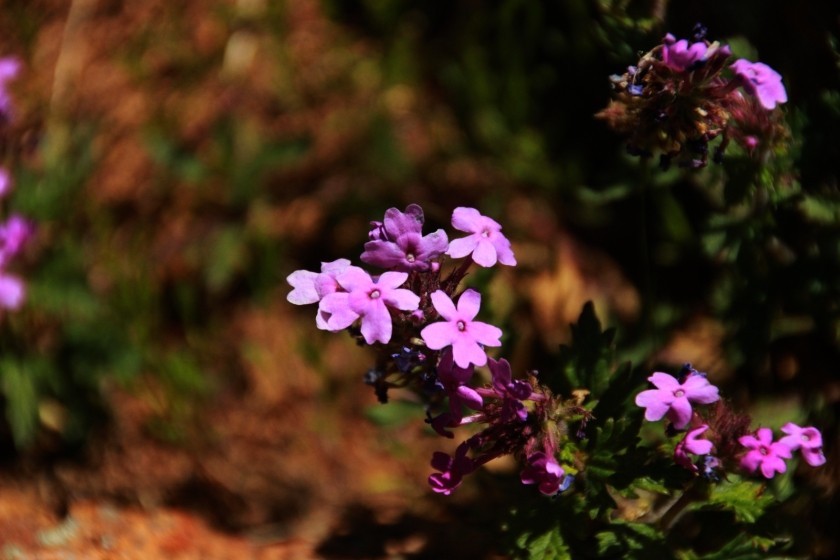 Prairie Verbena