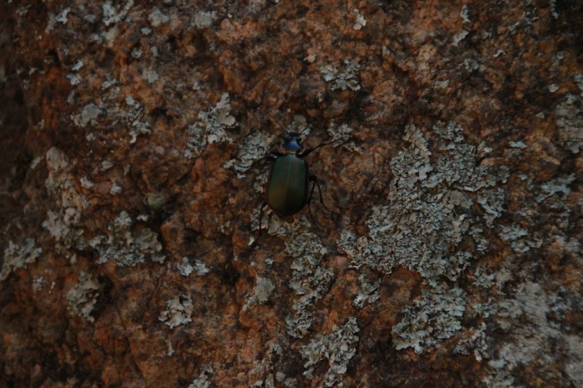 Caterpillar Hunter Beetle