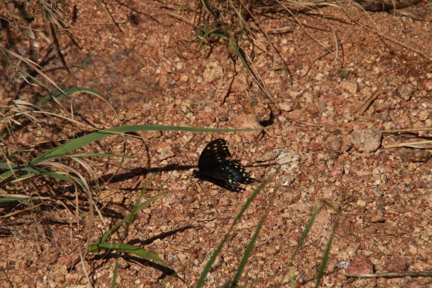 Black Swallowtail Butterfly