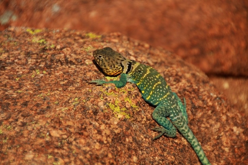 Eastern Collared Lizard