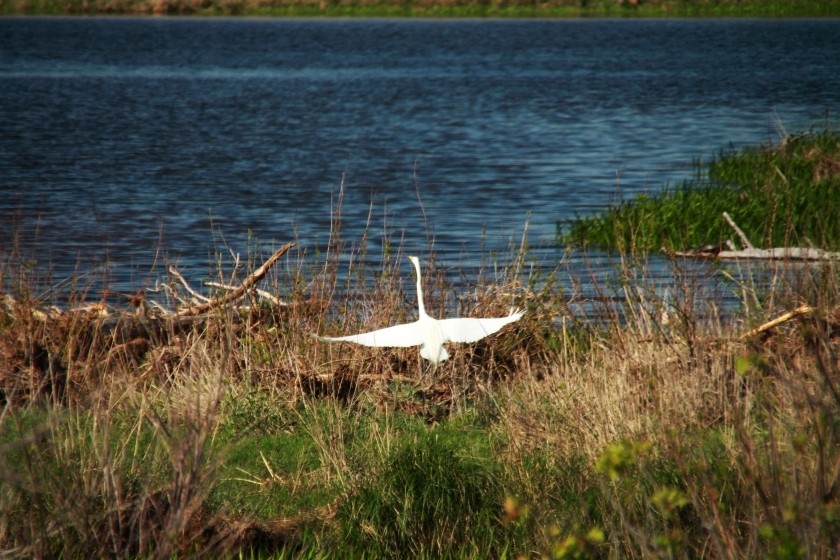 Great Egret Taking Off