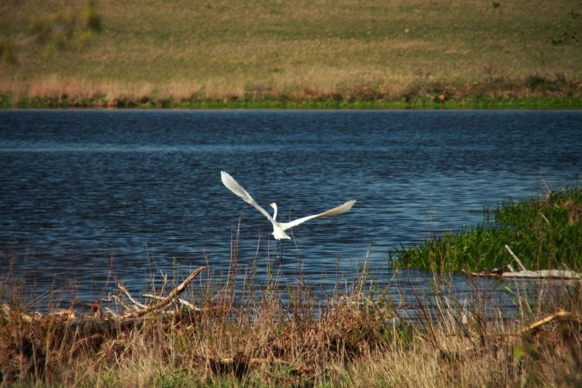 Great Egret Flying