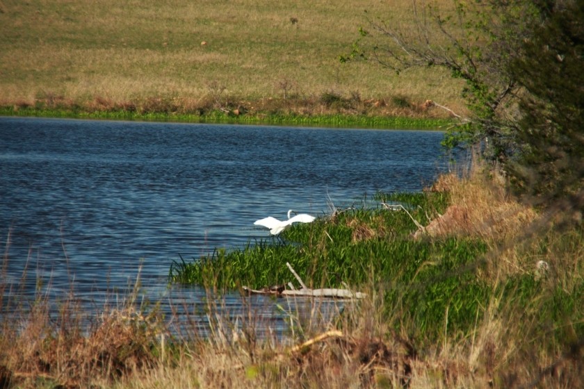 Great Egret Landing