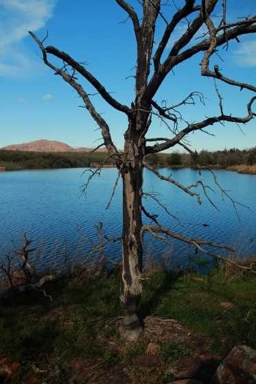 Beaver Chewed Tree