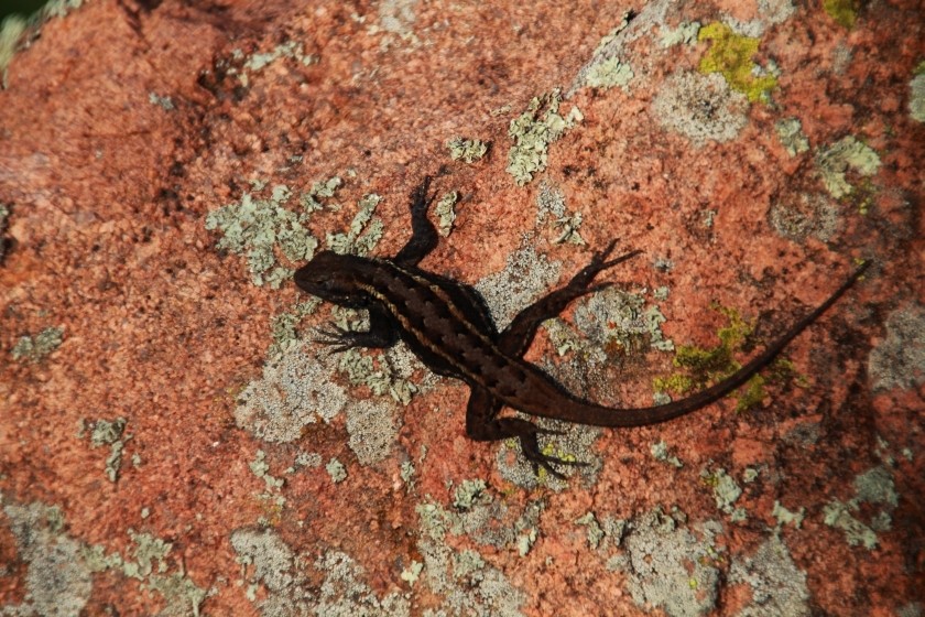 Eastern Fence Lizard on Rock