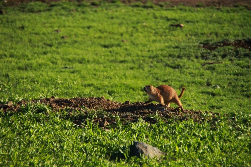 Prairie Dog Strut