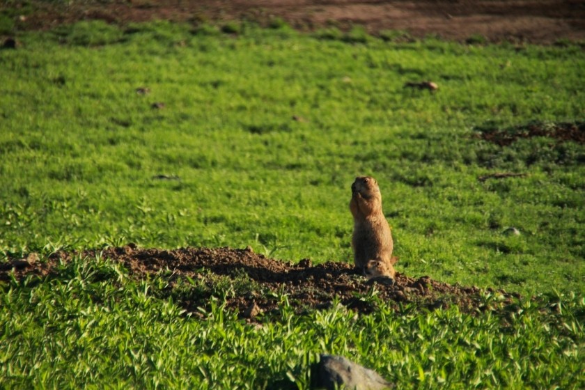 Prairie Dog Grooming