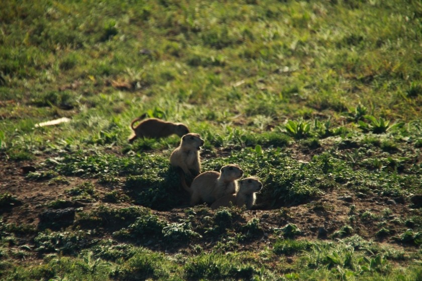 Prairie Dog Watch Group