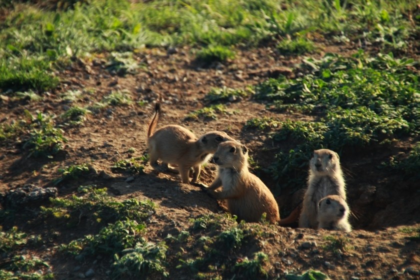 Prairie Dog Group