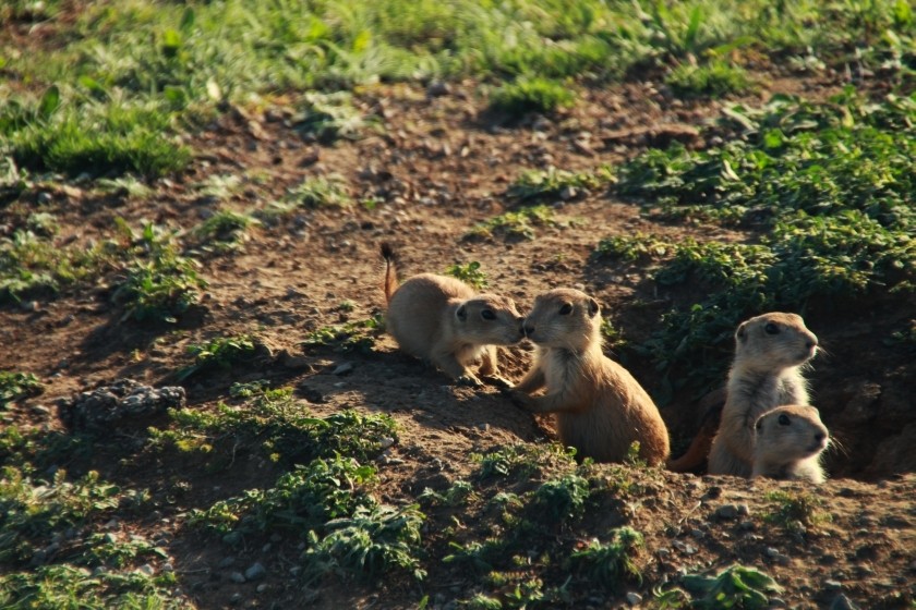 Prairie Dog Nuzzling