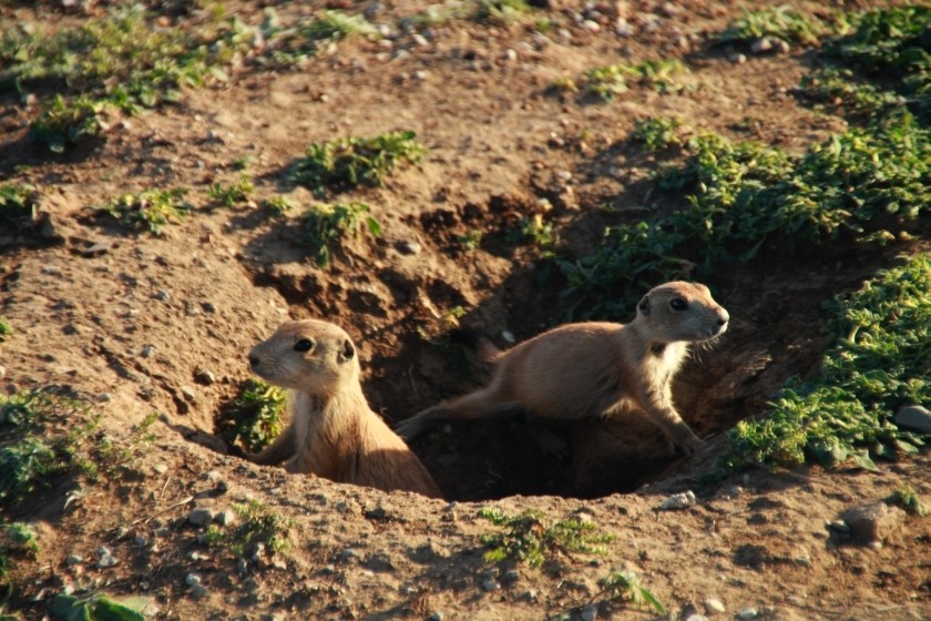 Prairie Dog Stretches