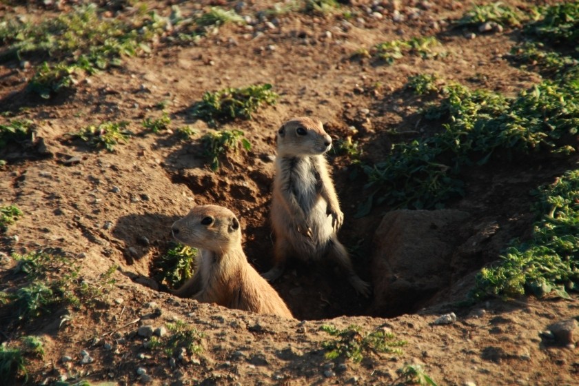 Prairie Dog Relaxing