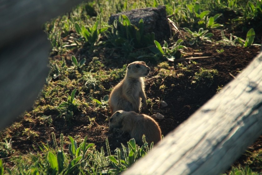 Prairie Dogs Foraging