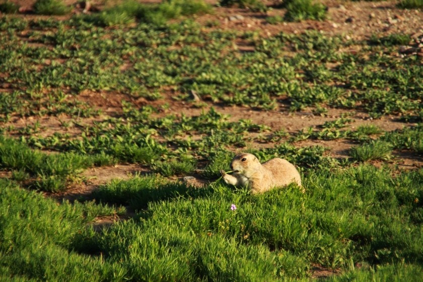 Prairie Dog Eating Grass